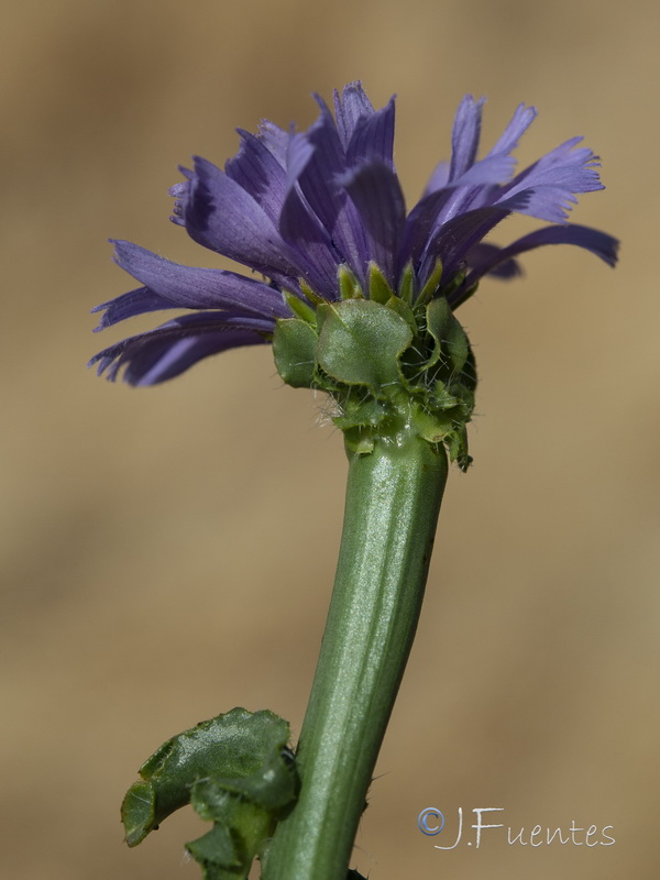 Cichorium endivia.08