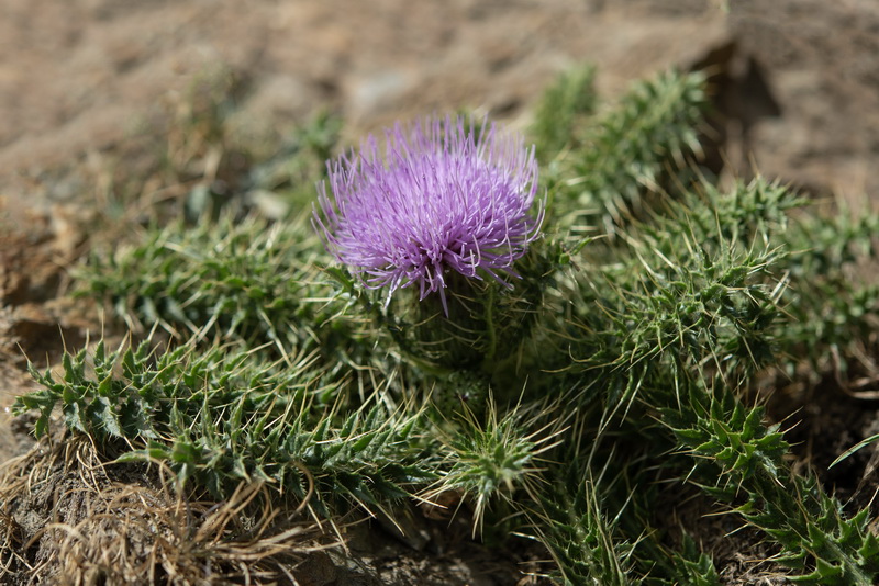 Cirsium acaule gregarium.22