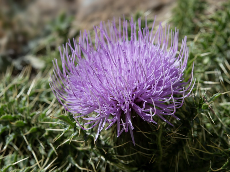 Cirsium acaule gregarium.23