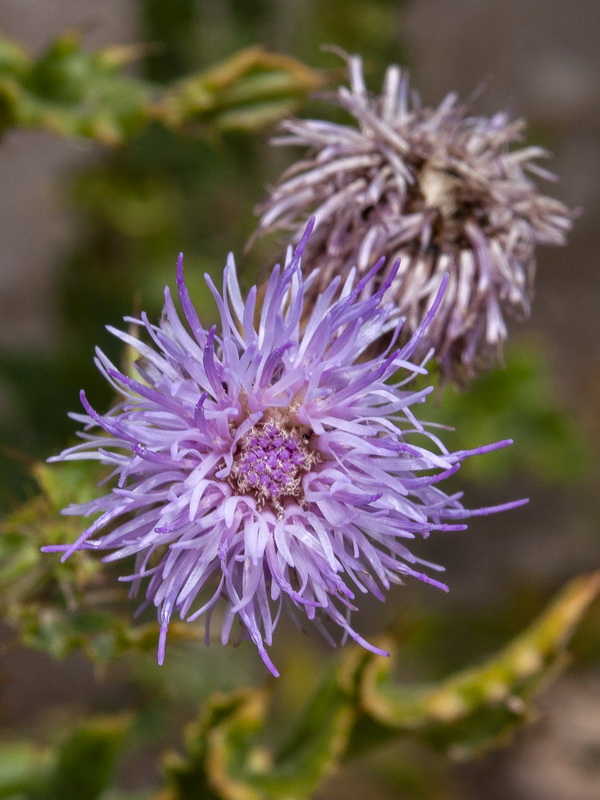 Cirsium arvense.12