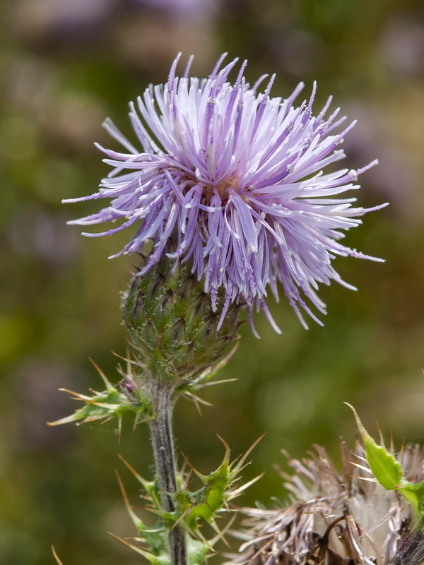 Cirsium arvense.13