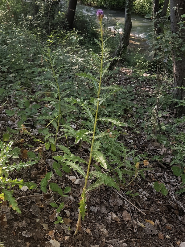 Cirsium arvense.19