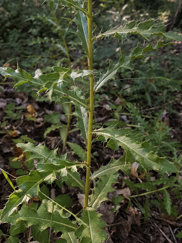 Cirsium arvense.20