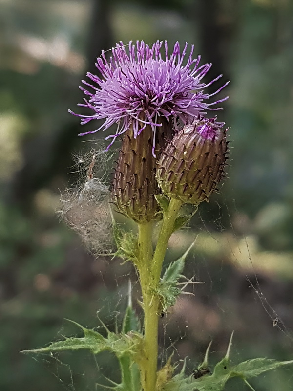 Cirsium arvense.21