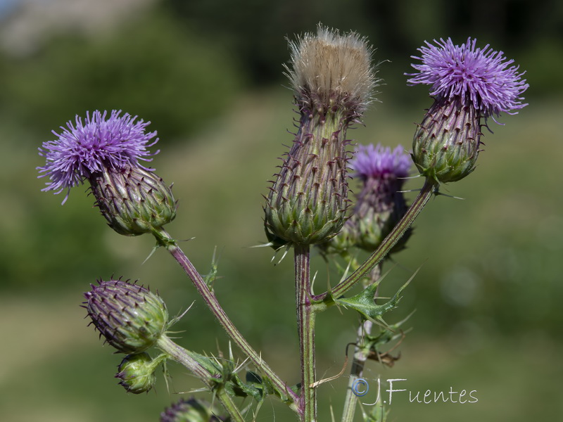 Cirsium arvense.23