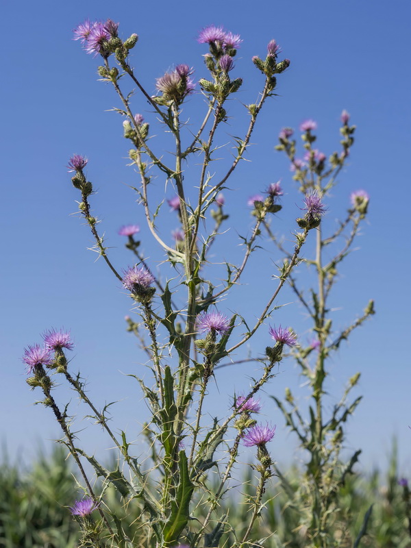 Cirsium pyrenaicum.27