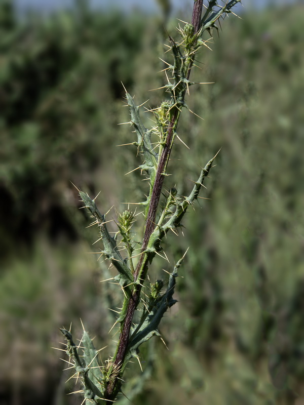 Cirsium pyrenaicum.28