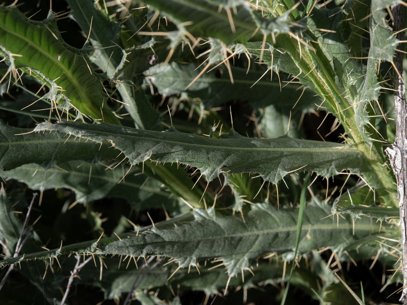 Cirsium pyrenaicum.29