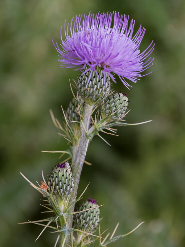 Cirsium pyrenaicum.30