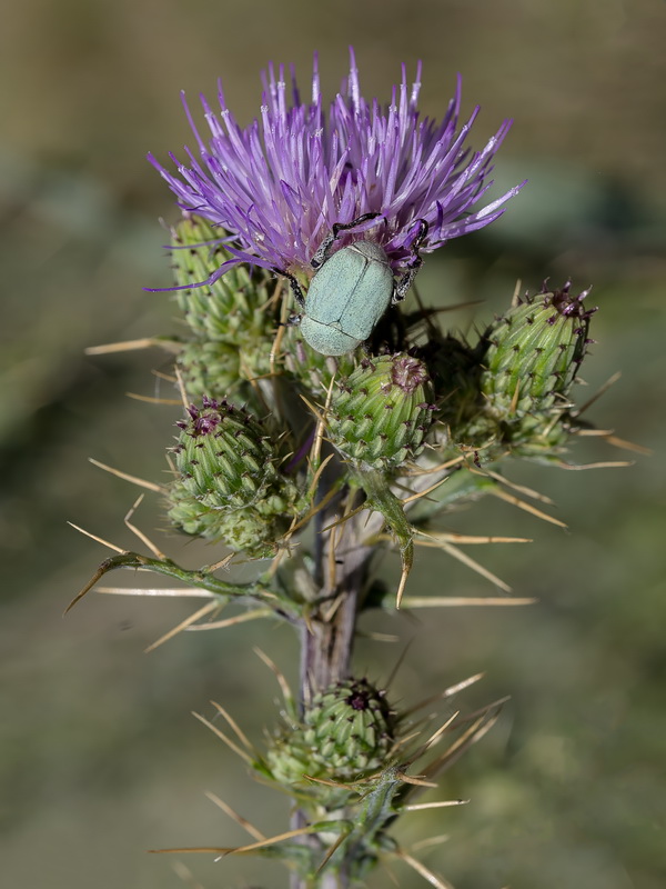 Cirsium pyrenaicum.31