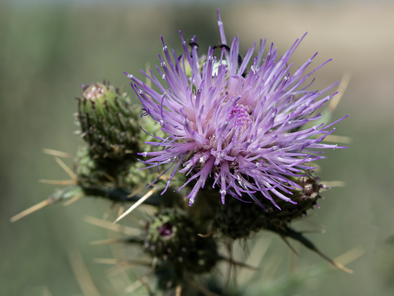 Cirsium pyrenaicum.32