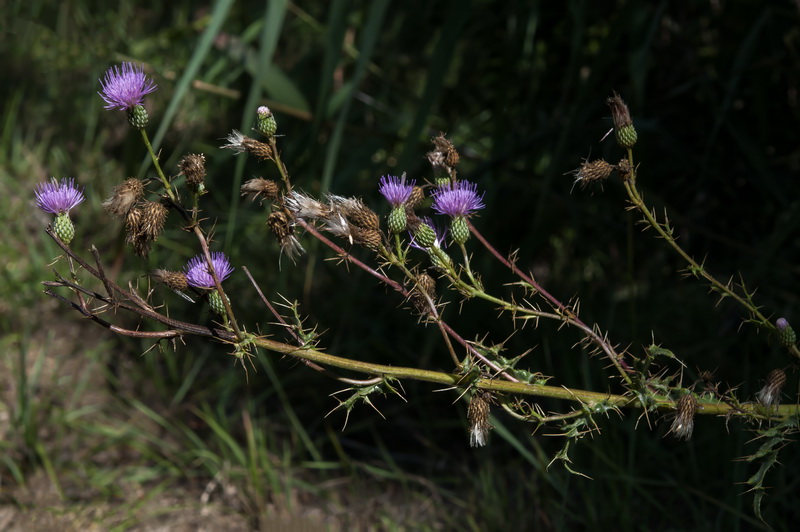 Cirsium pyrenaicum.33