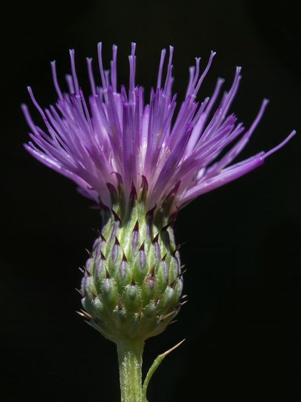 Cirsium pyrenaicum.34