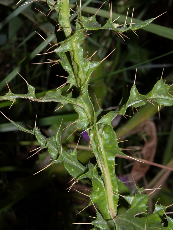 Cirsium pyrenaicum.35