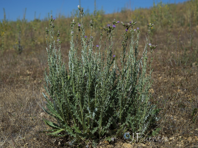 Cirsium pyrenaicum.38