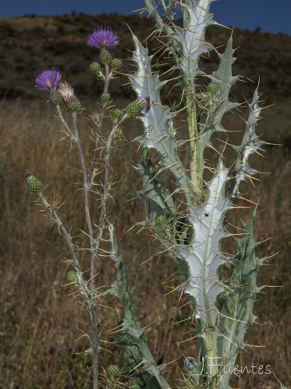 Cirsium pyrenaicum.40