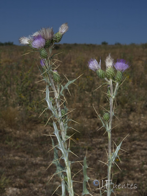 Cirsium pyrenaicum.41