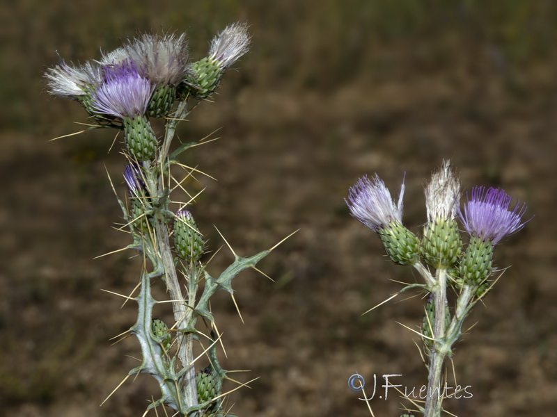 Cirsium pyrenaicum.42