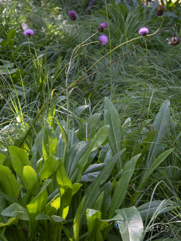 Cirsium rosulatum.22