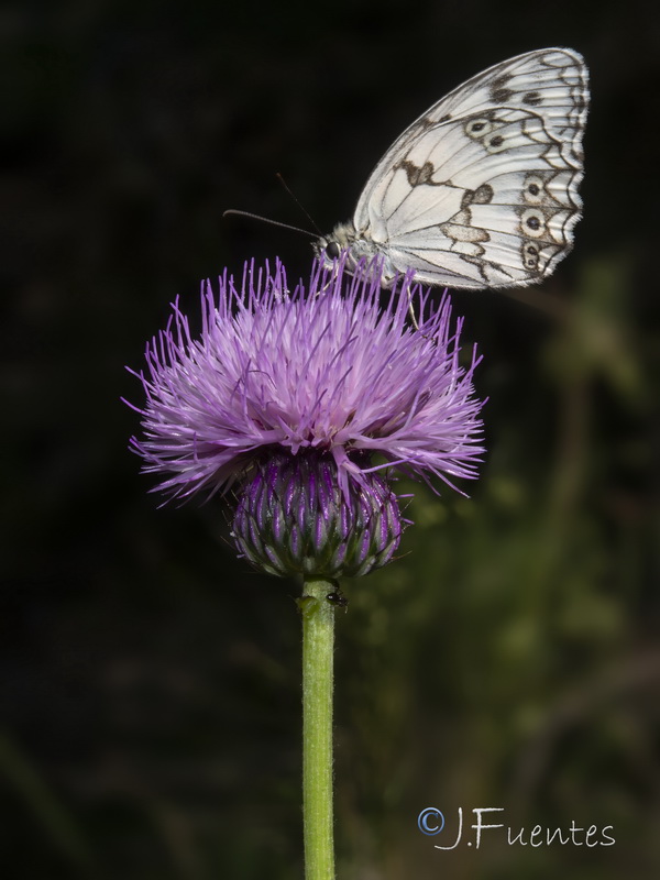 Cirsium rosulatum.23