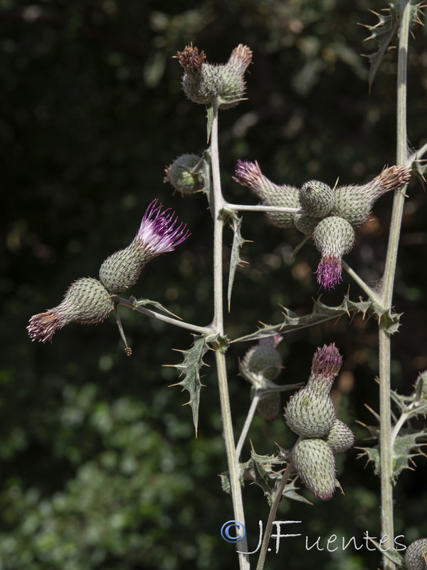 Cirsium scabrum.07