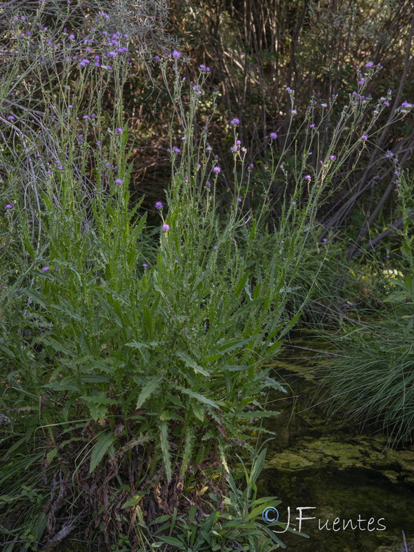 Cirsium valdespinulosum.31