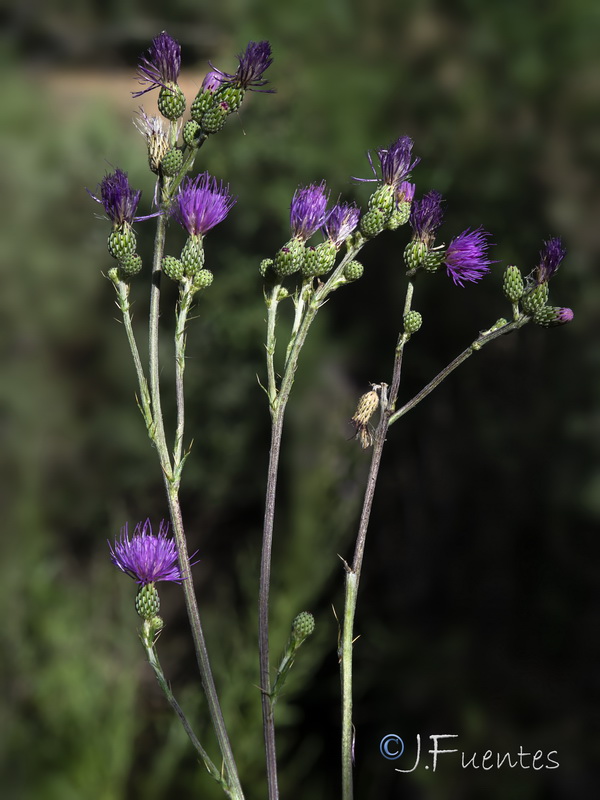 Cirsium valdespinulosum.34