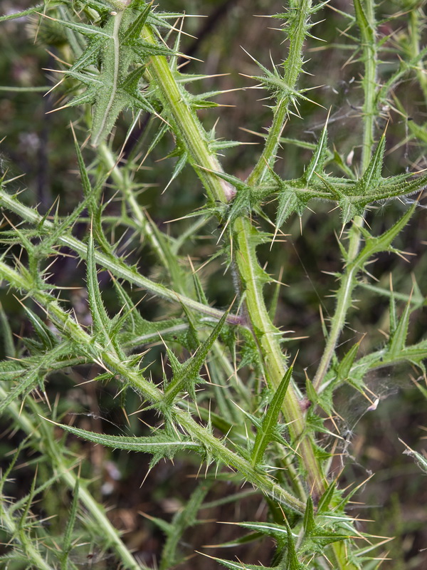 Cirsium vulgare.03