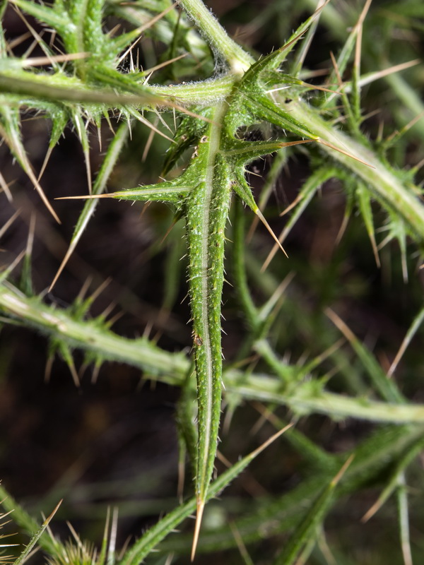 Cirsium vulgare.06