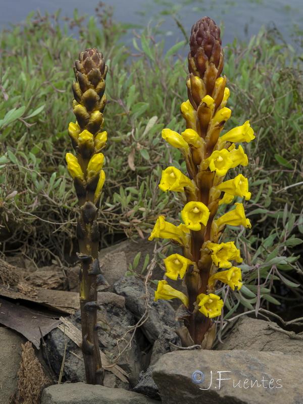 Cistanche phelypaea.07 3