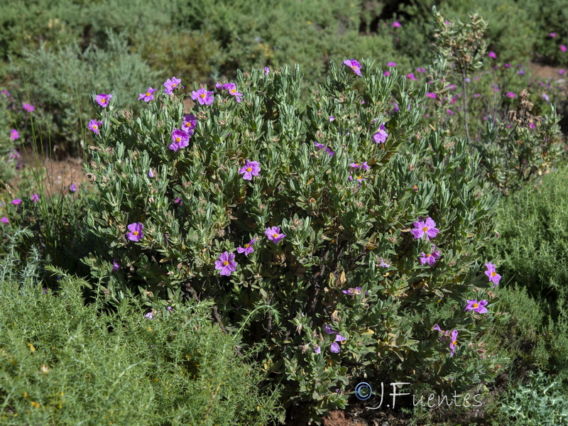 Cistus albidus x Cistus crispus.03