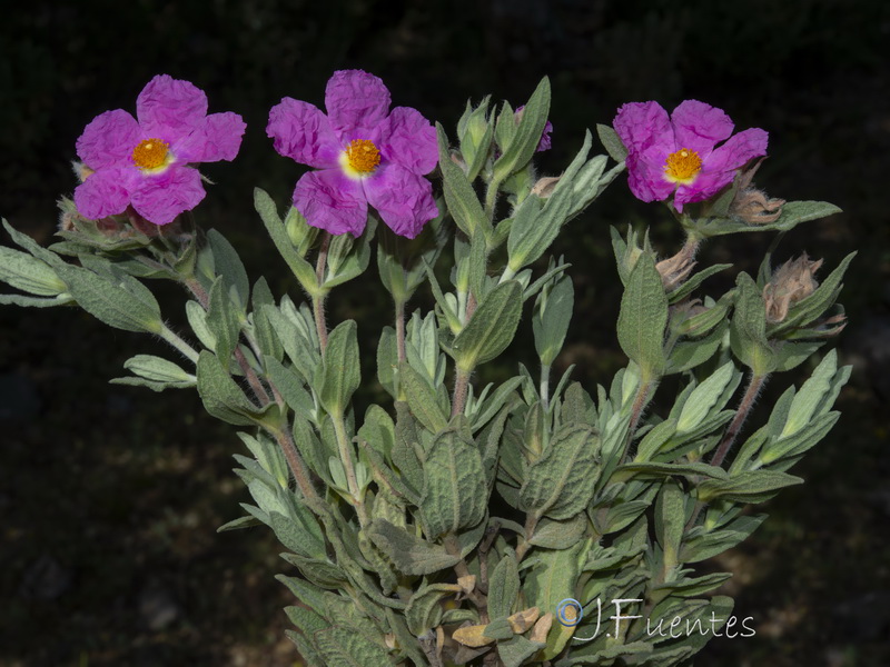 Cistus albidus x Cistus crispus.04