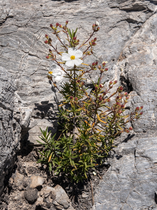 Cistus clusii clusii.03