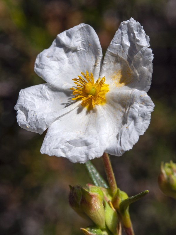 Cistus clusii clusii.18