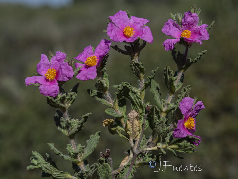 Cistus crispus.12