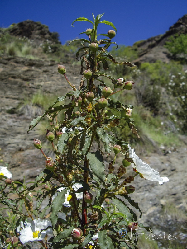 Cistus ladanifer africanus.20