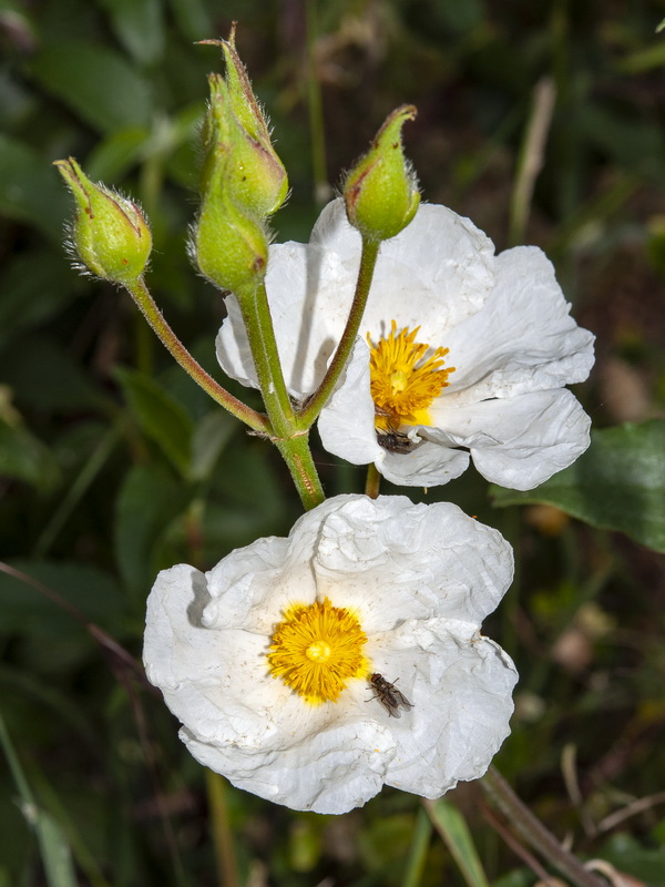 Cistus laurifolius.08