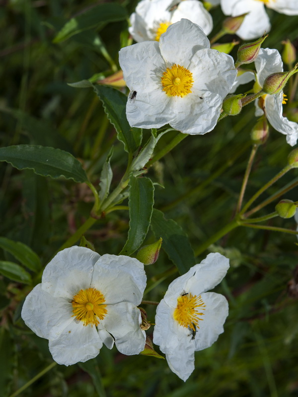 Cistus laurifolius