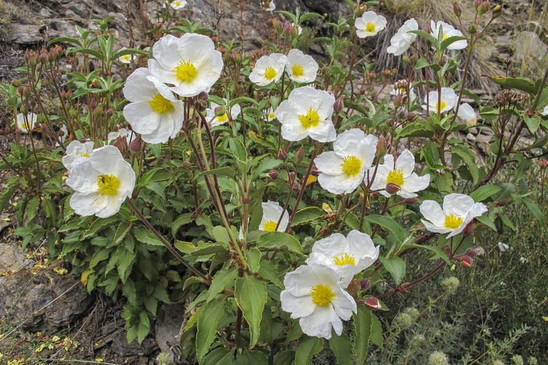 Cistus salvifolius.00