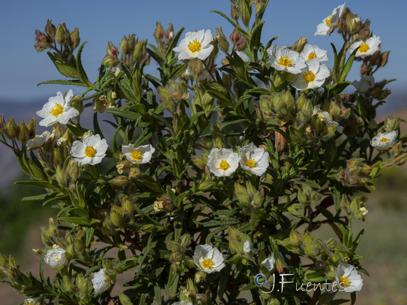 Cistus monspeliensis.19