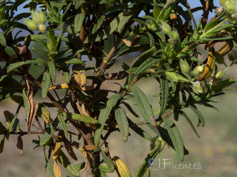 Cistus monspeliensis.20