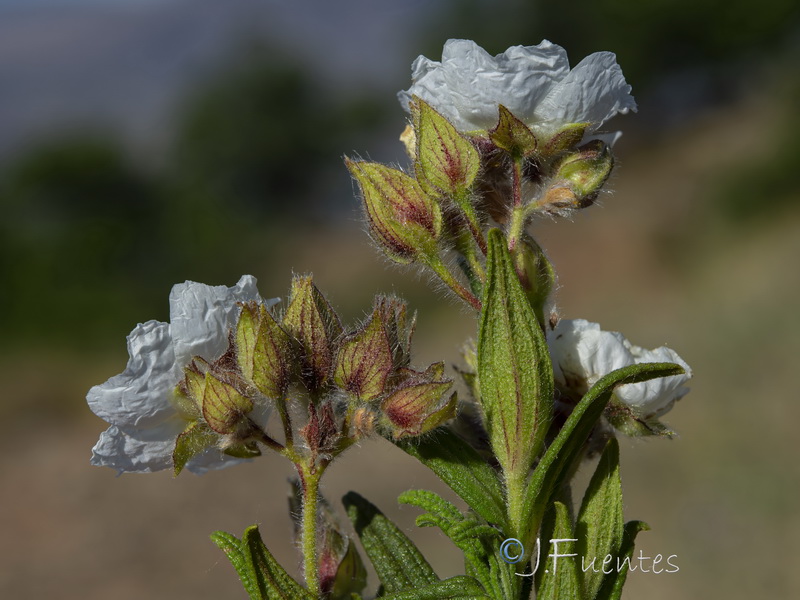 Cistus monspeliensis.21