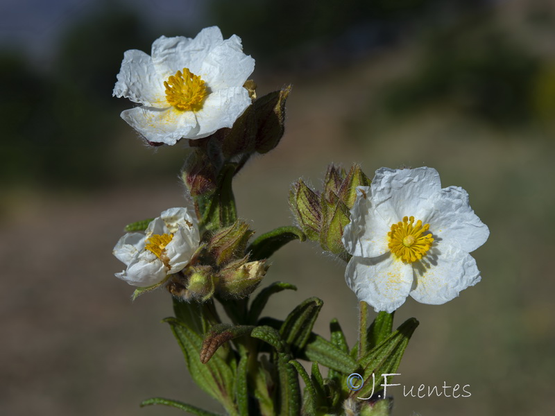 Cistus monspeliensis.22