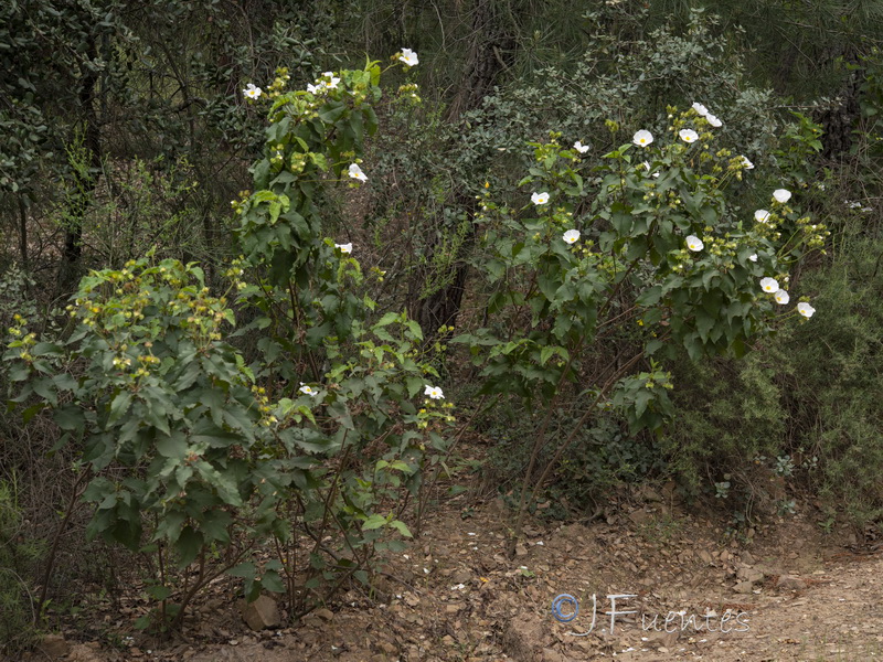 Cistus populifolius populifolius.09