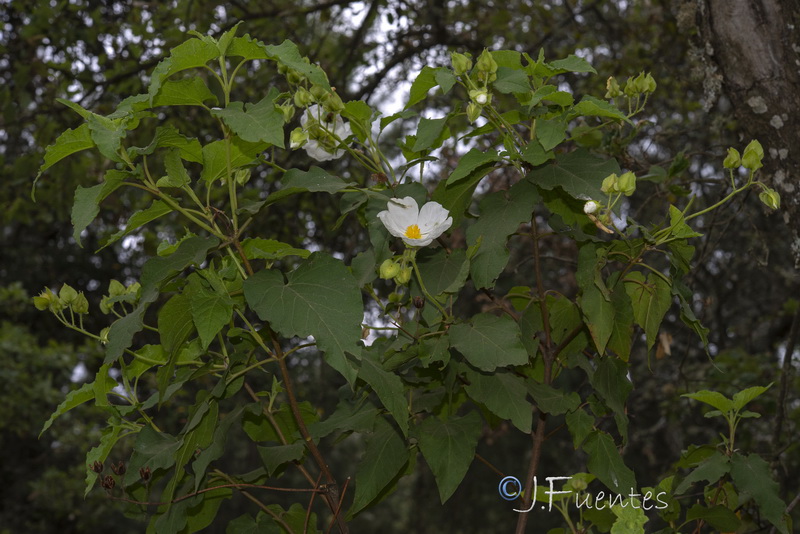 Cistus populifolius populifolius.10