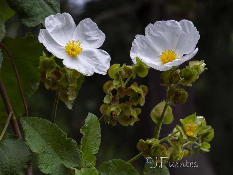 Cistus populifolius populifolius.14