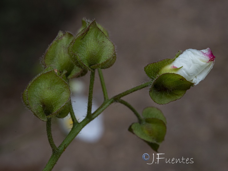 Cistus populifolius populifolius.15