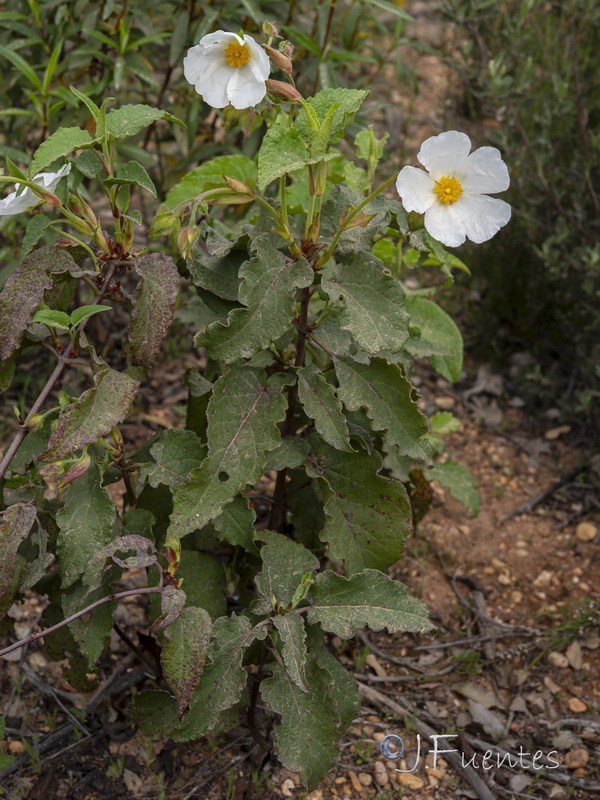 Cistus populifolius populifolius.16