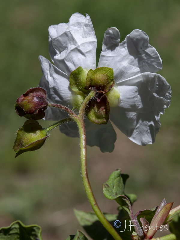 Cistus populifolius populifolius.18