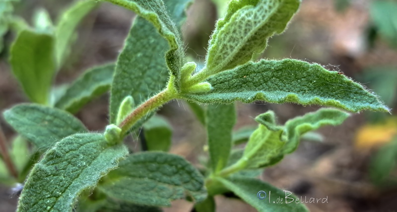 Cistus pouzolzii.02